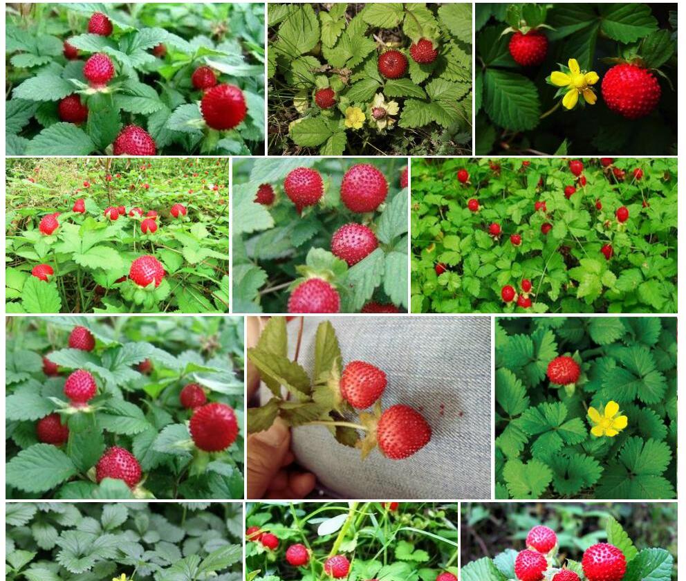 蛇莓Duchesnea-indica图片