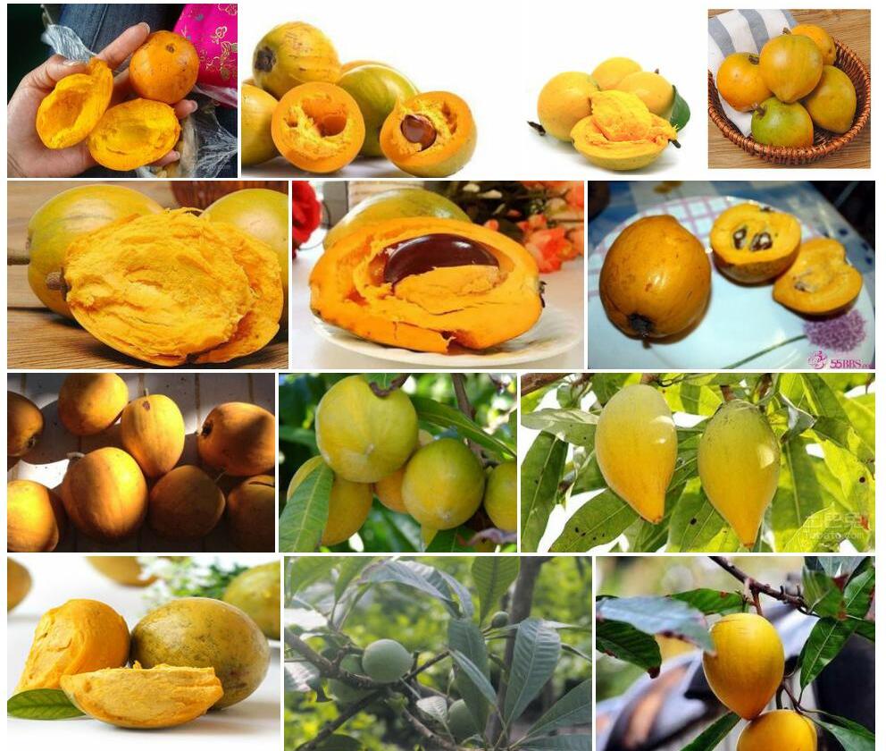 蛋黄果Lucuma-nervosa图片