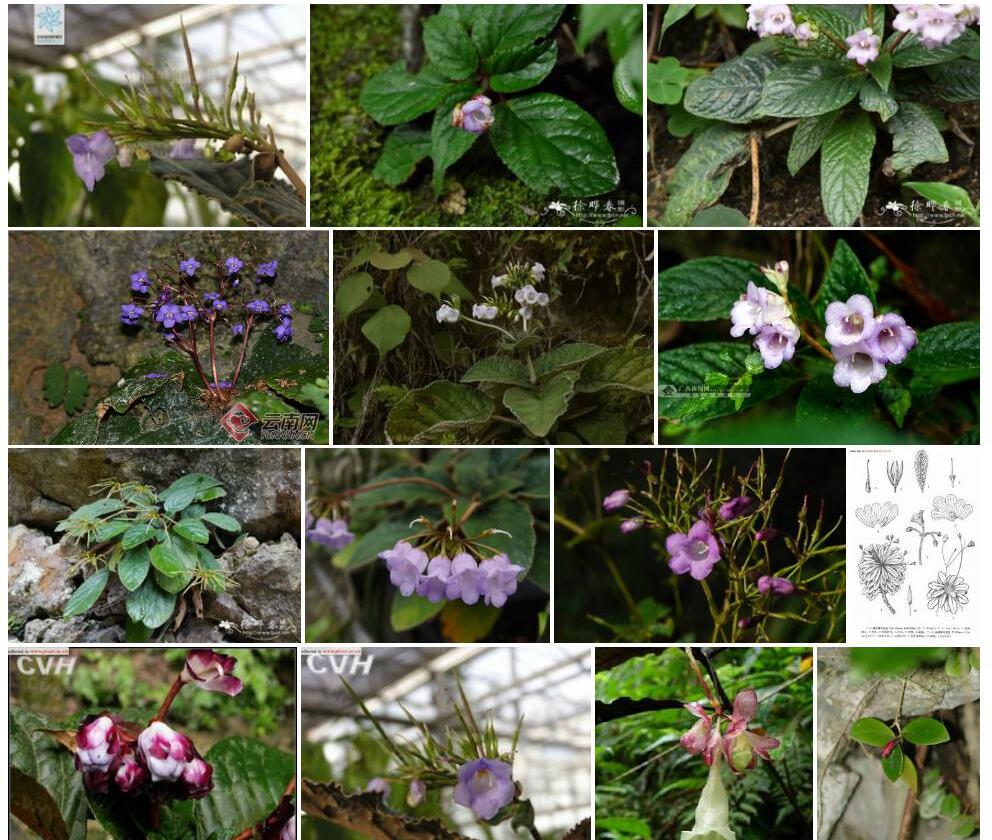 蛛毛苣苔Paraboea-sinensis图片