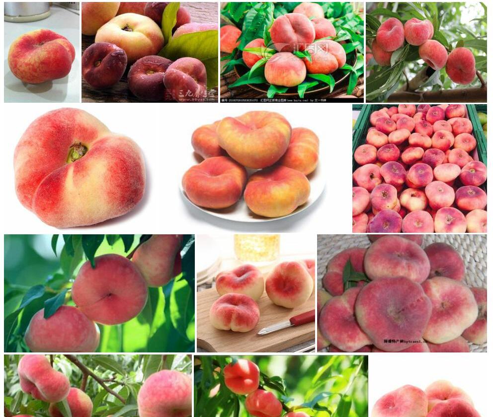 蟠桃Amygdalus-persica-var.-compressa图片