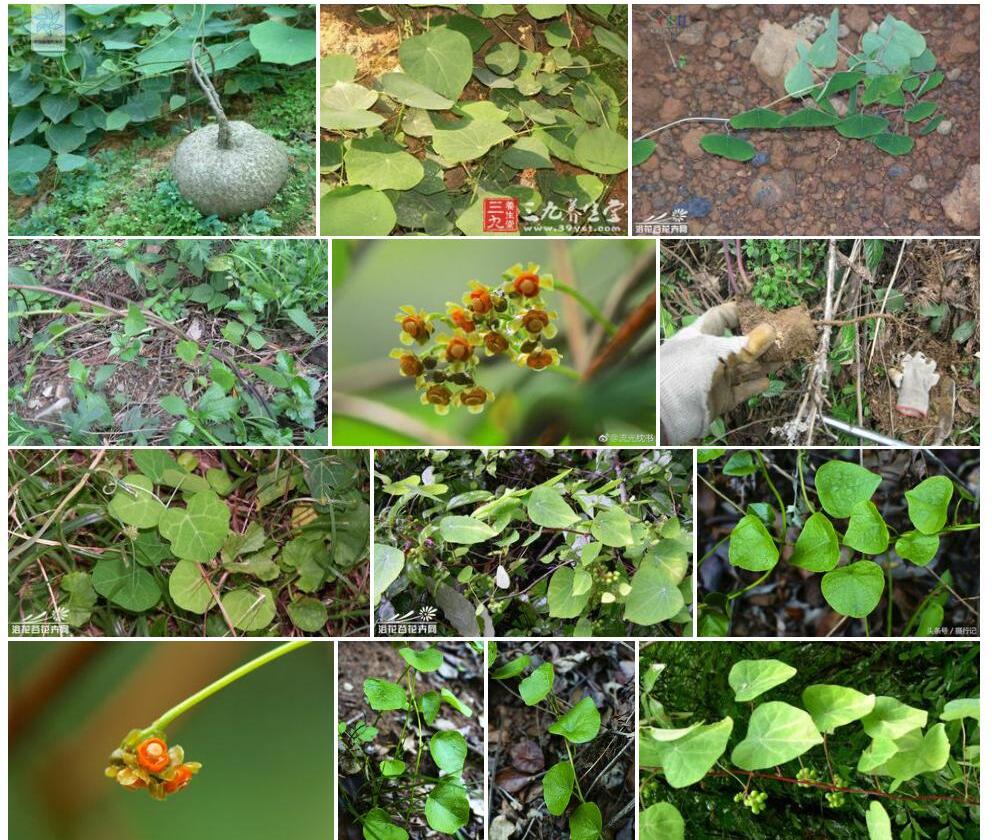 血散薯Stephania-dielsiana图片