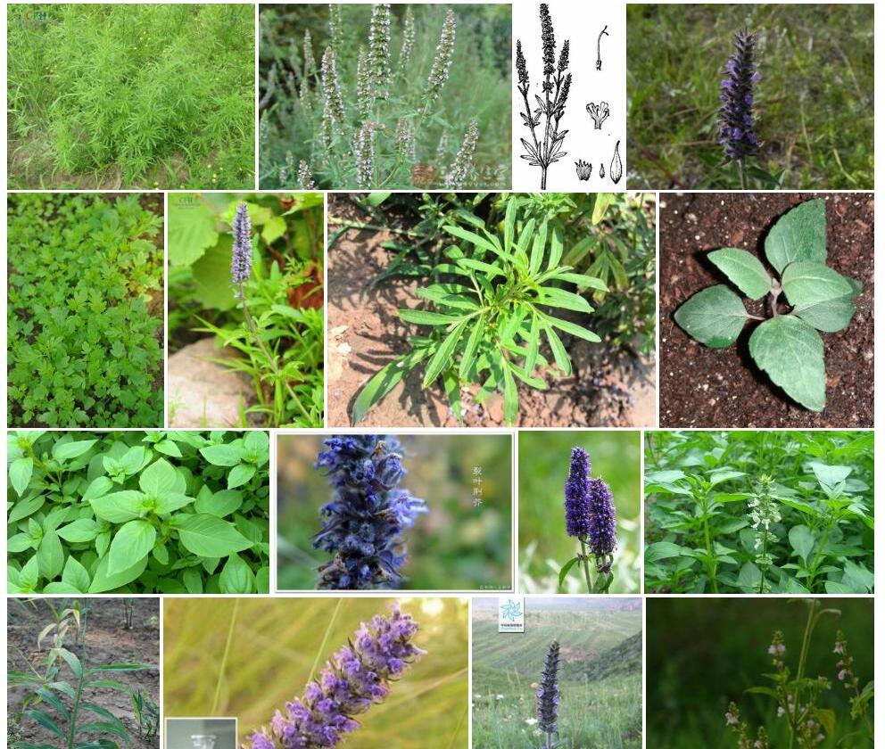 裂叶荆芥Schizonepeta-tenuifolia图片