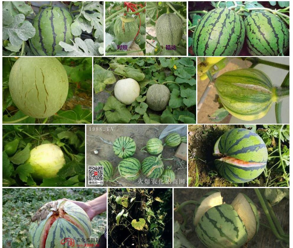 裂瓜属Schizopepon图片