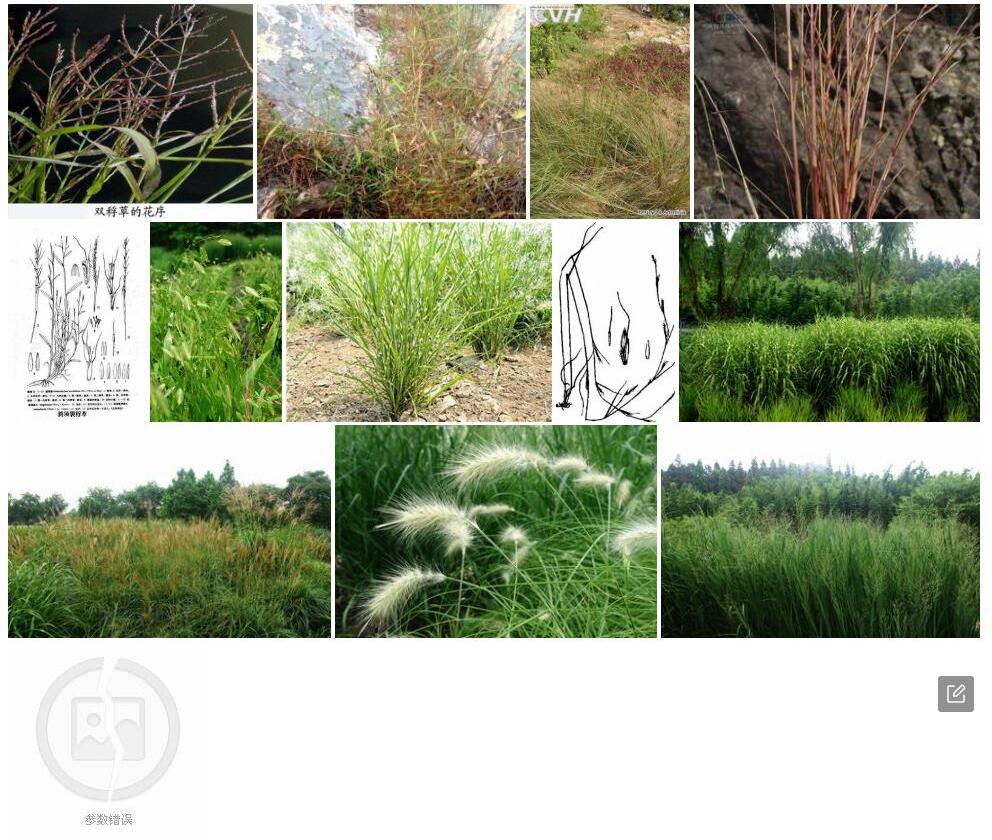 裂稃草Schizachyrium-brevifolium图片