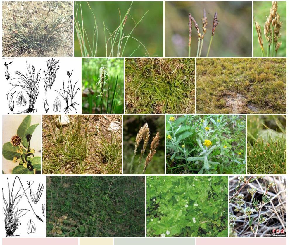 裸果嵩草Kobresia-macrantha-var.-nudicarpa图片