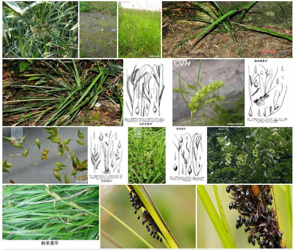 褐果薹草Carex-brunnea图片