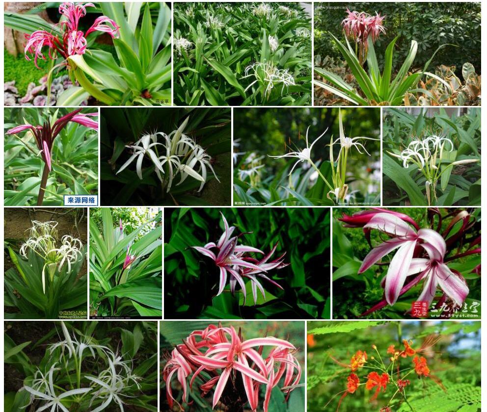 西南文殊兰Crinum-latifolium图片