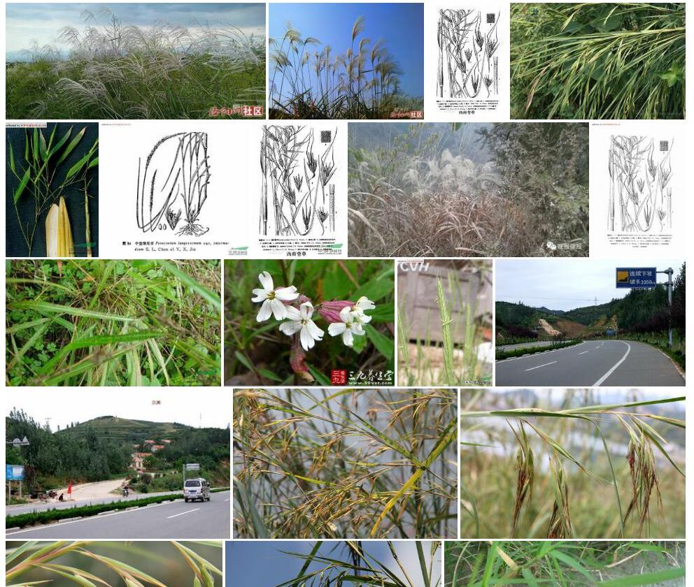 西南菅草Themeda-hookeri图片