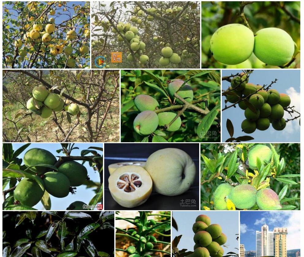 西南野木瓜Stauntonia-cavalerieana图片