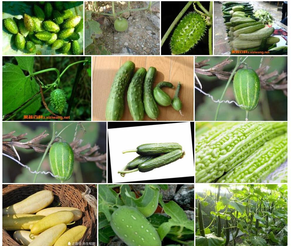 西南野黄瓜Cucumis-sativus-var.-hardwickii图片