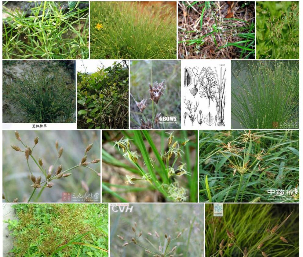 西南飘拂草Fimbristylis-thomsonii图片