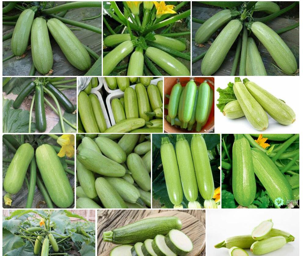 西葫芦Cucurbita-pepo图片