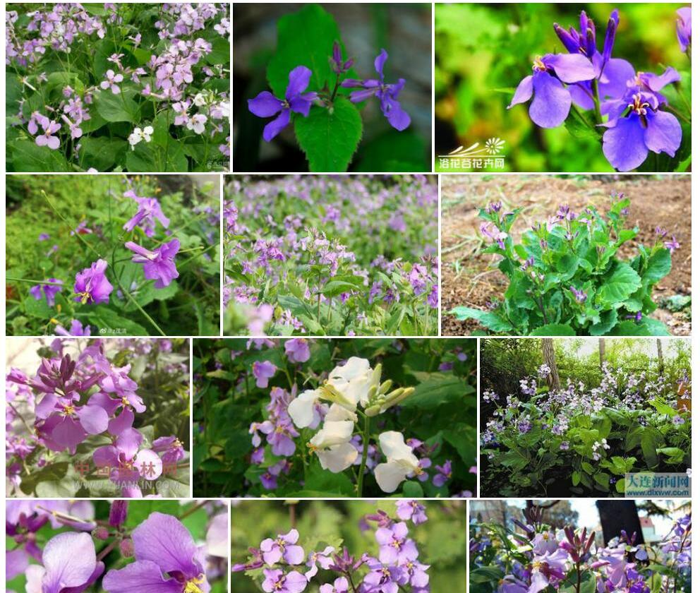诸葛菜Orychophragmus-violaceus图片