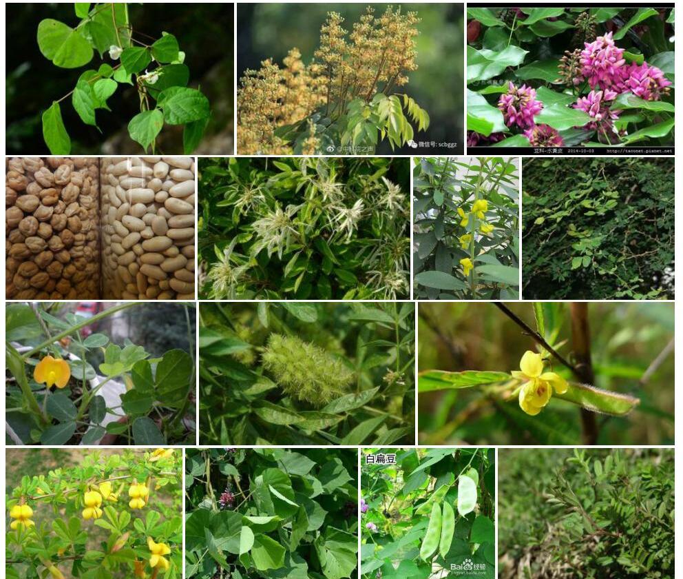豆科Leguminosae图片