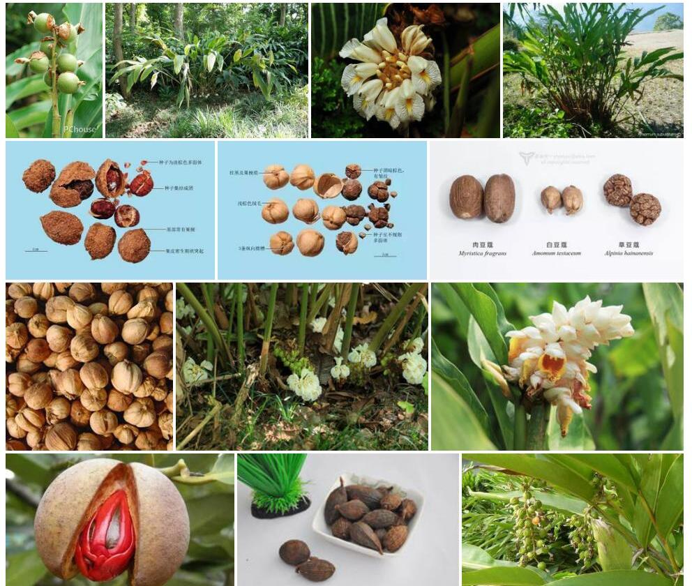 豆蔻属Amomum图片