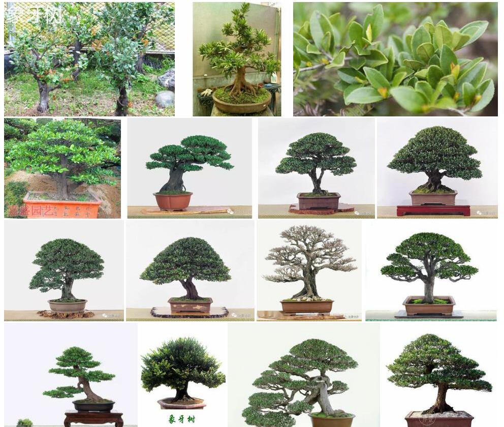 象牙树Diospyros-ferrea图片