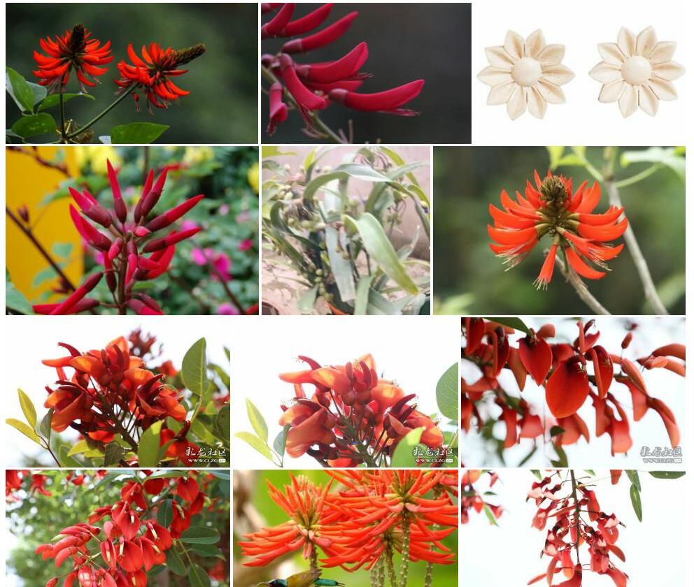 象牙花Erythrina-speciosa图片