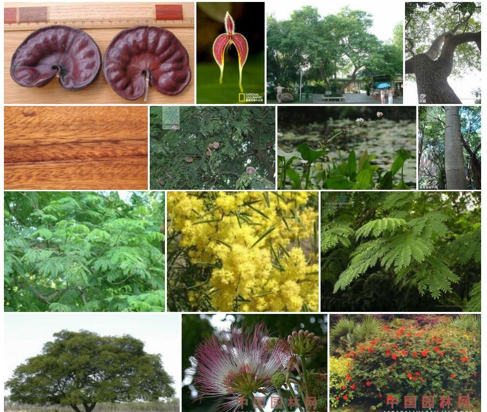 象耳豆Enterolobium-cyclocarpum图片