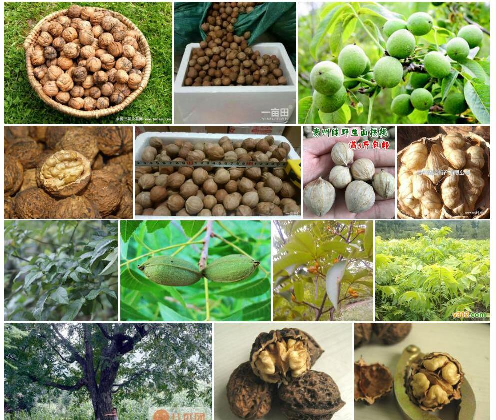 贵州山核桃Carya-kweichowensis图片