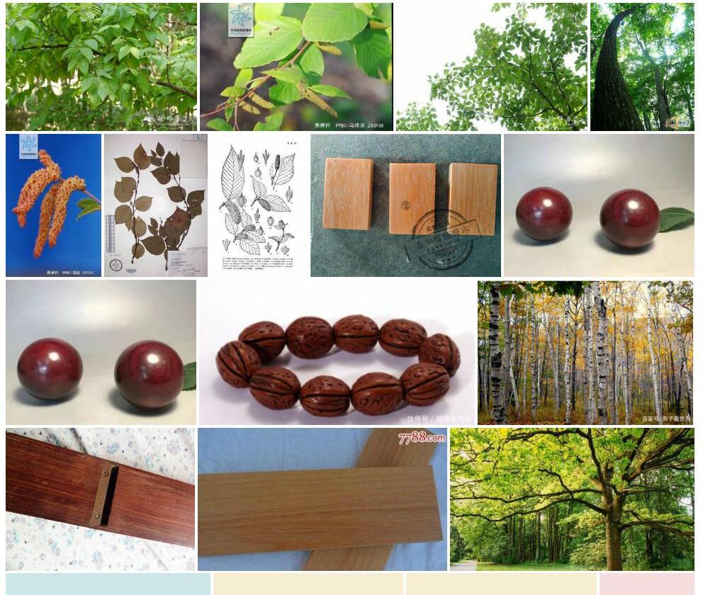 赛黑桦Betula-schmidtii图片