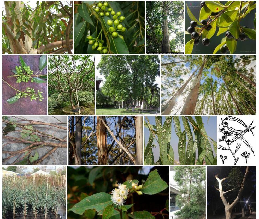 赤桉Eucalyptus-camaldulensis图片
