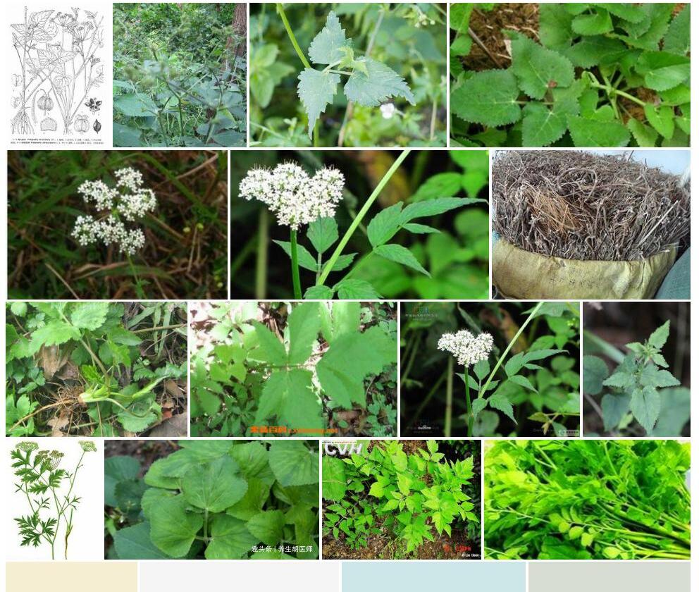 走茎异叶茴芹Pimpinella-diversifolia-var.-stolonifera图片
