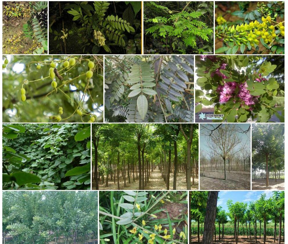 越南槐Sophora-tonkinensis图片