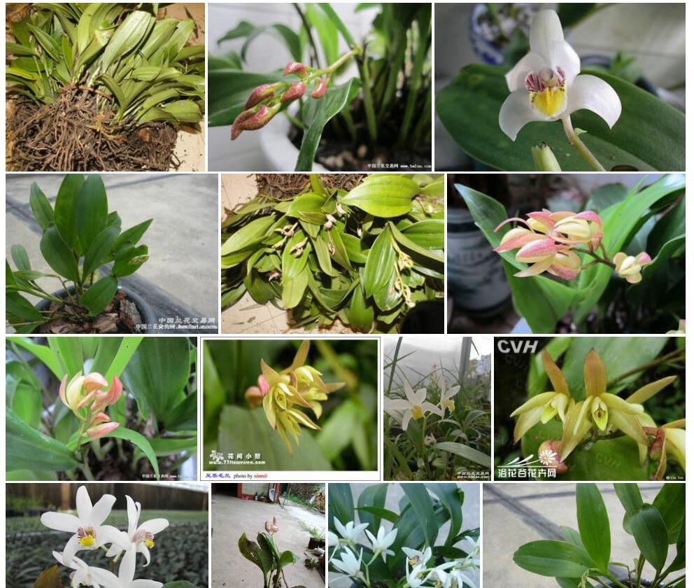 足茎毛兰Eria-coronaria图片