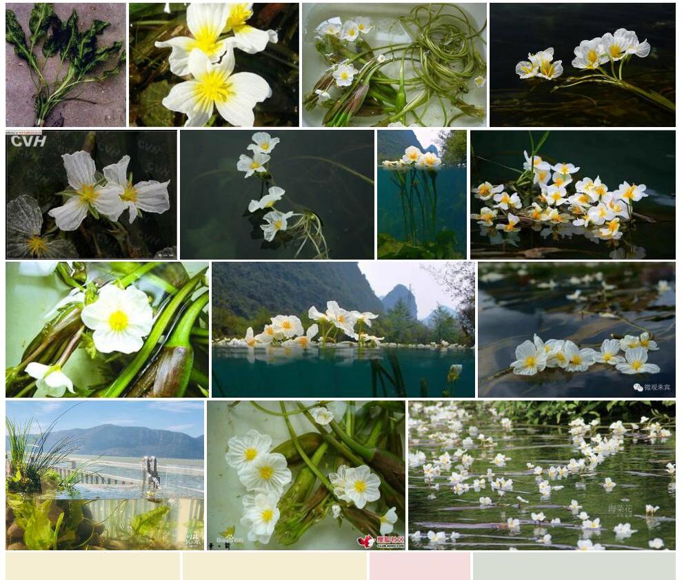 路南海菜花Ottelia-acuminata-var.-lunanensis图片