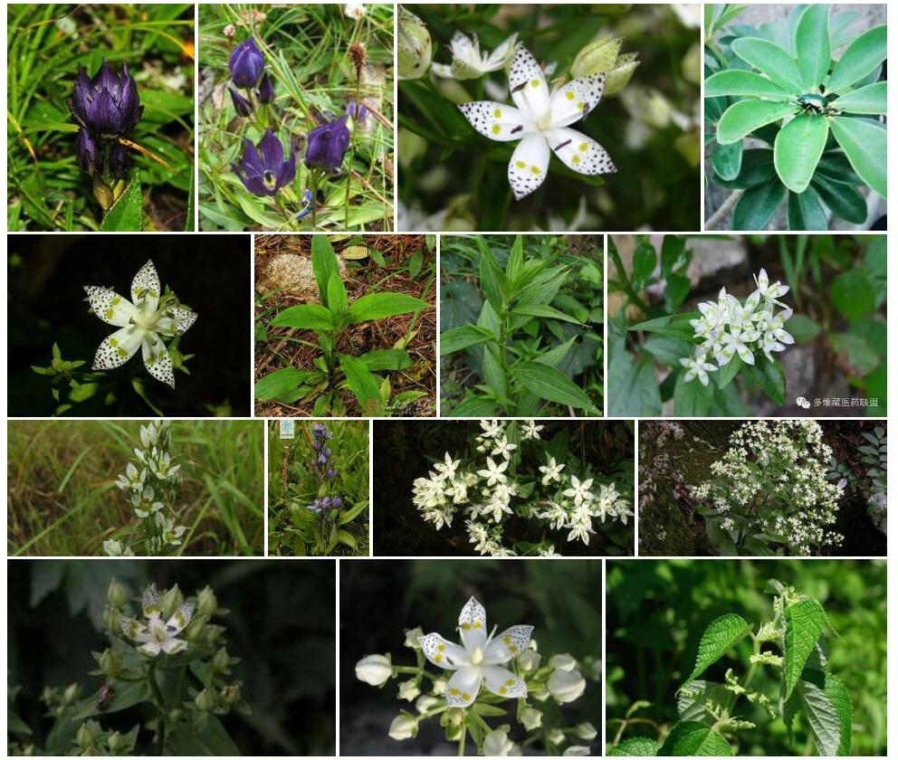 轮叶獐牙菜Swertia-verticillifolia图片