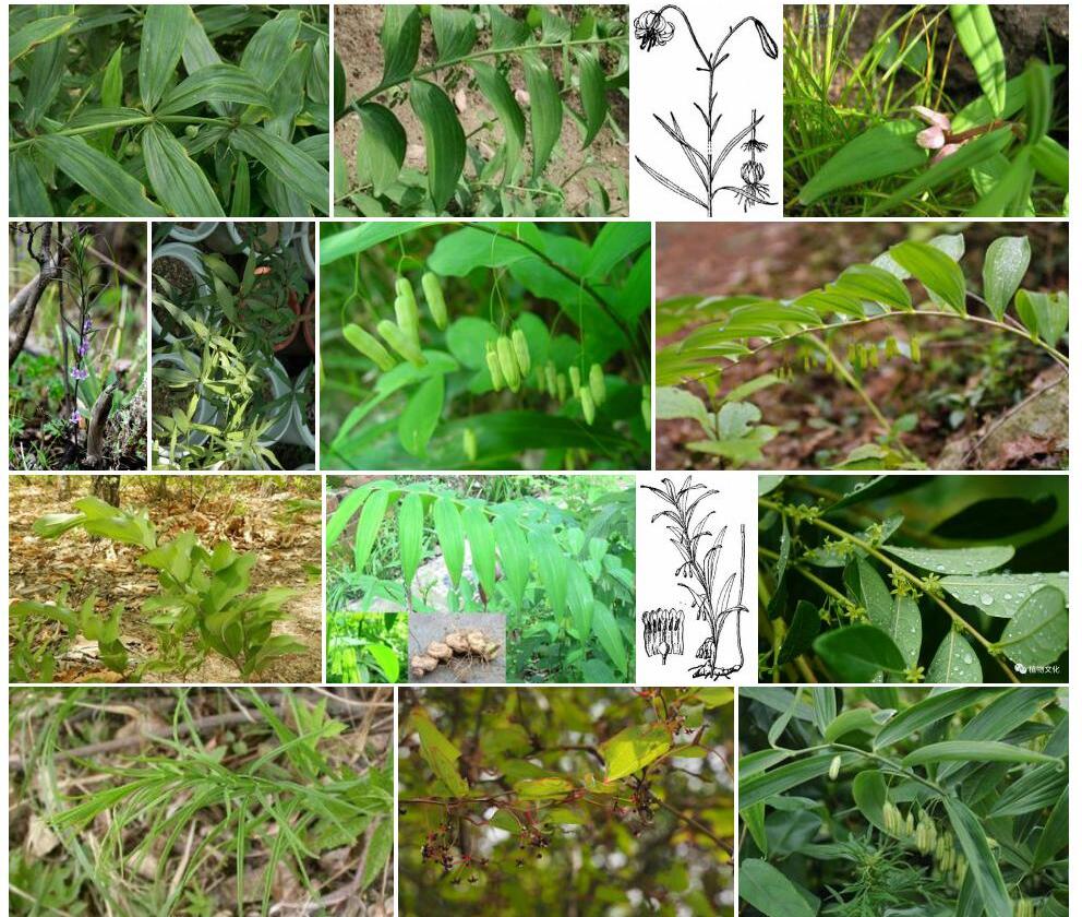 轮叶黄精Polygonatum-verticillatum图片