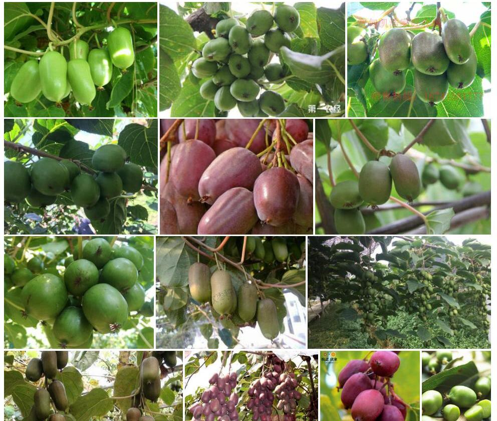软枣猕猴桃actinidia Arguta拉丁名学名属名科名植物生活型图片 