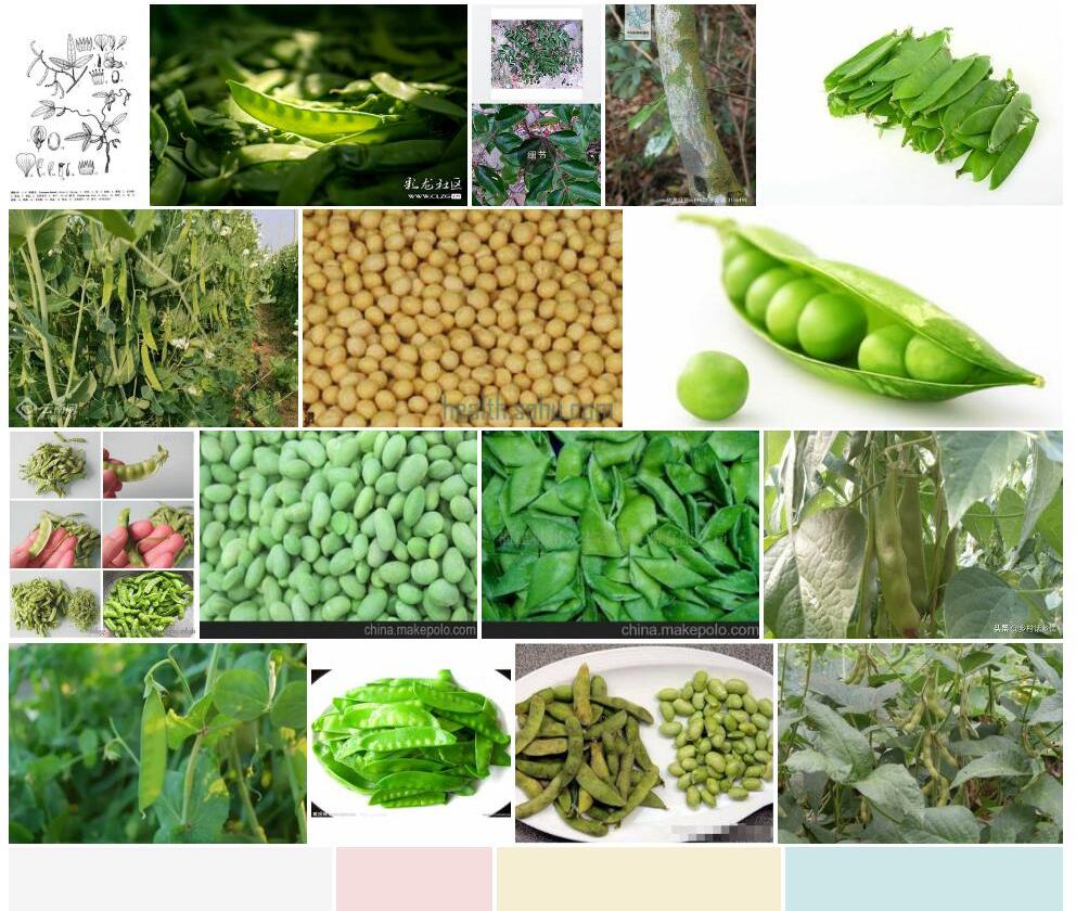 软荚豆Teramnus-labialis图片