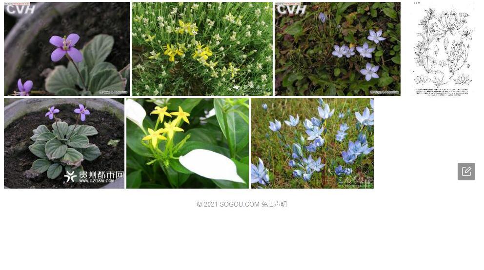 辐花属Lomatogoniopsis图片