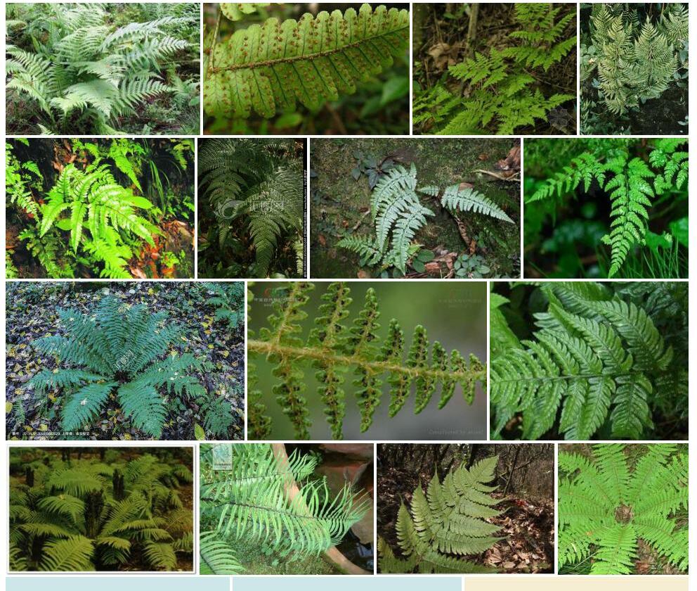 近川西鳞毛蕨Dryopteris-neorosthornii图片