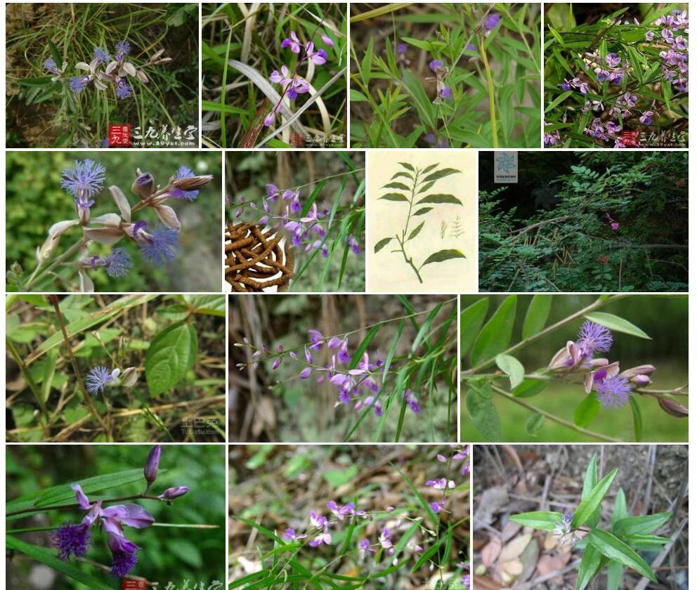 远志木蓝Indigofera-squalida图片