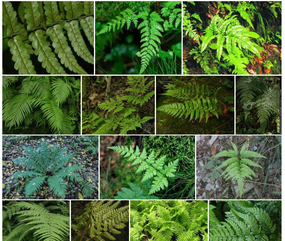 迷人鳞毛蕨Dryopteris-decipiens图片