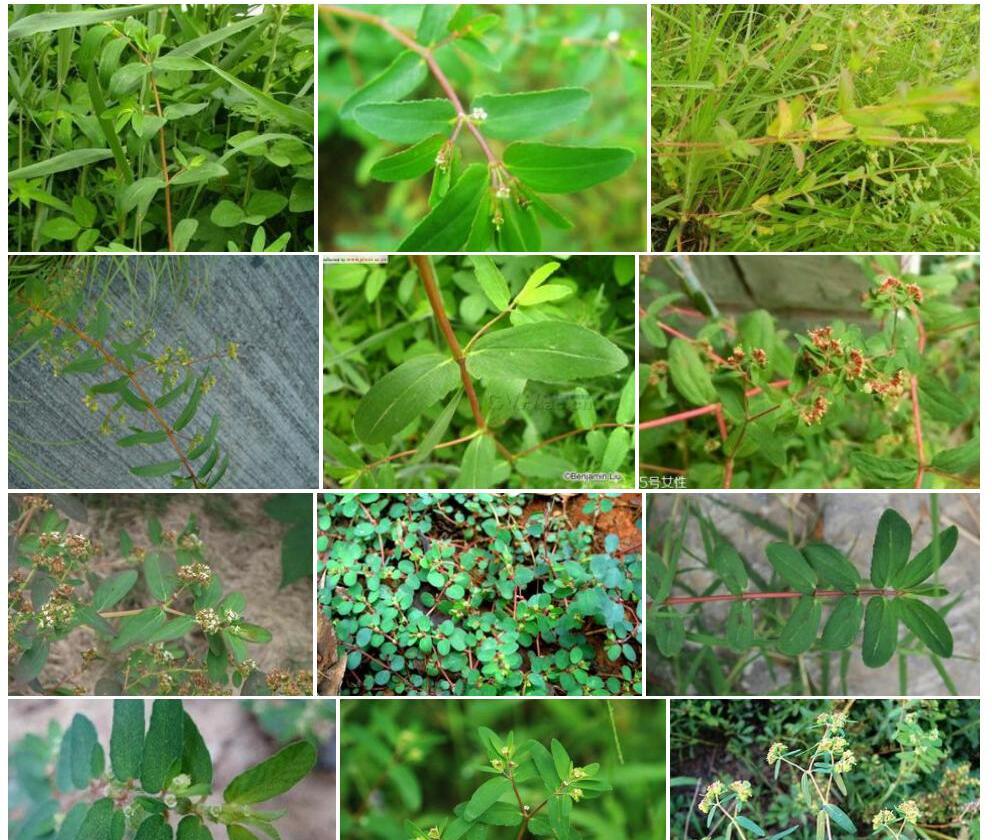 通奶草Euphorbia-hypericifolia图片
