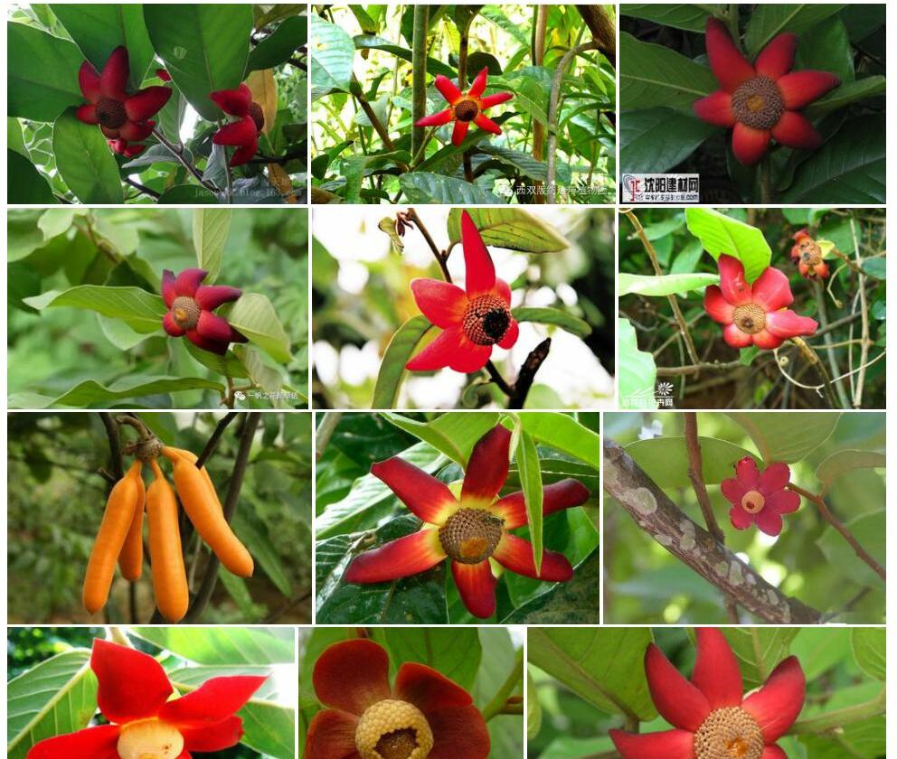 那大紫玉盘Uvaria-macclurei图片