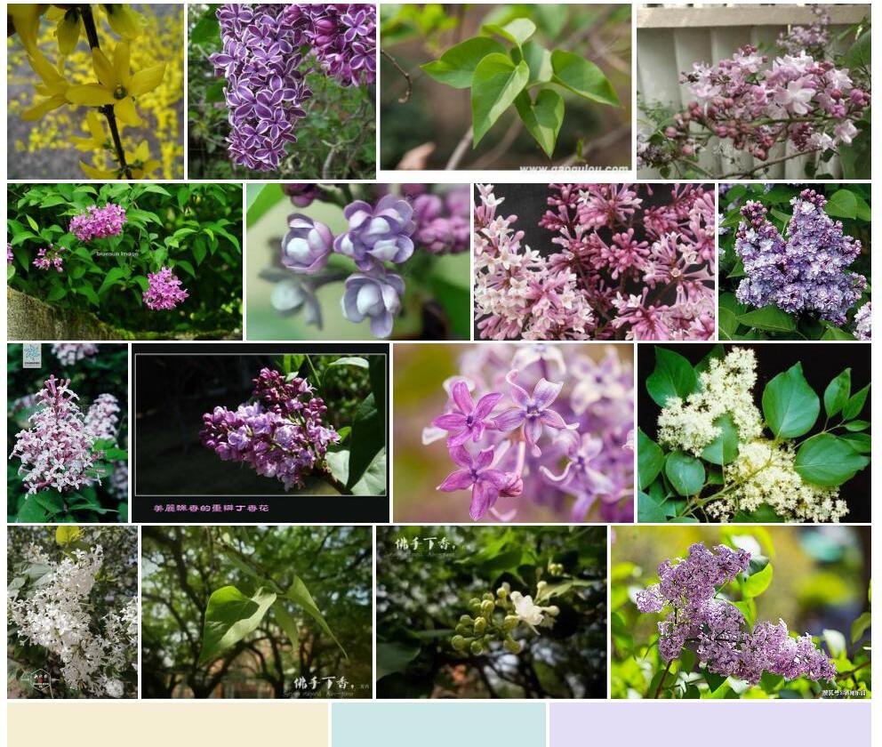 重瓣欧丁香Syringa-vulgaris-f.-plena图片