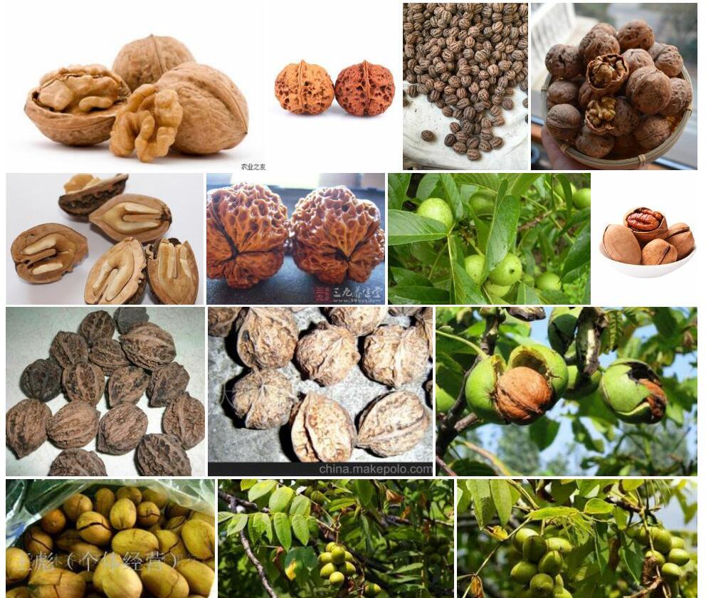 野核桃Juglans-cathayensis图片