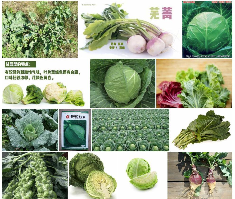 野甘蓝Brassica-oleracea图片
