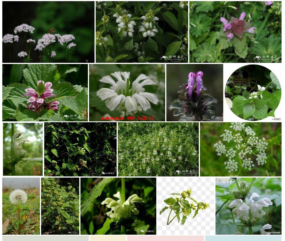 野芝麻属Lamium图片