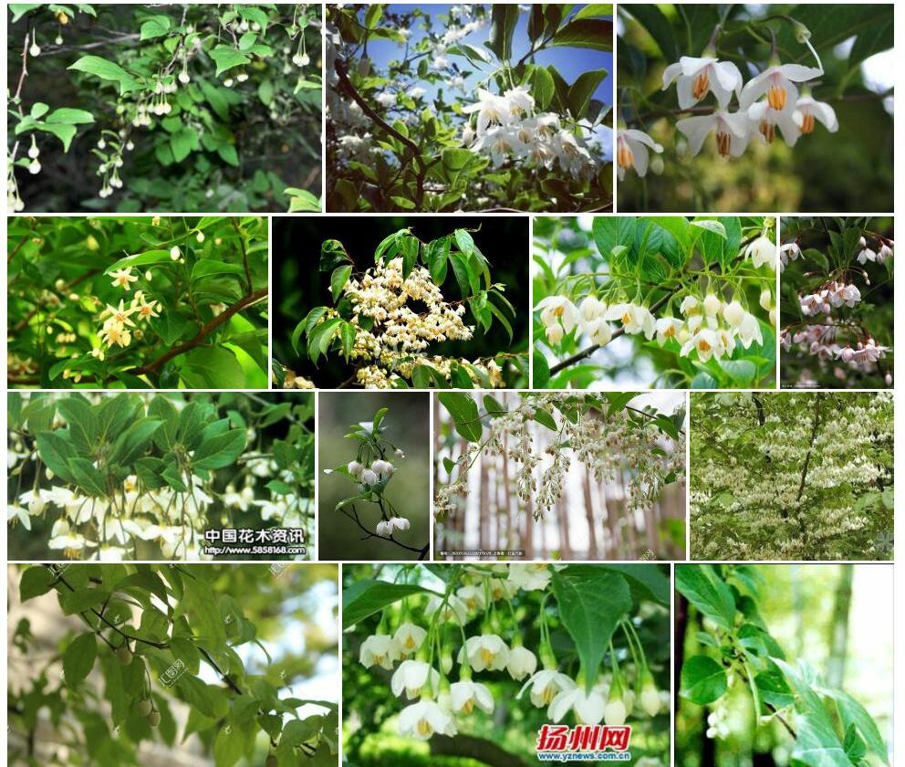 野茉莉Styrax-japonicus图片