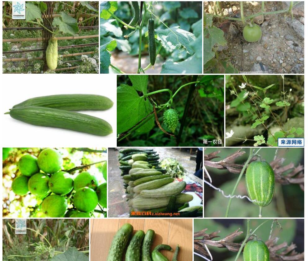 野黄瓜Cucumis-hystrix图片