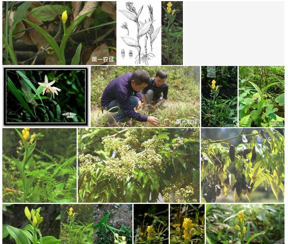 金佛山兰属Tangtsinia图片