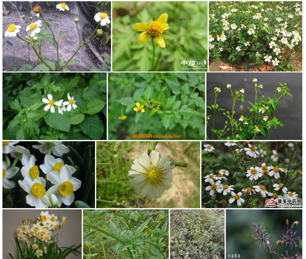 金盏银盘Bidens-biternata图片