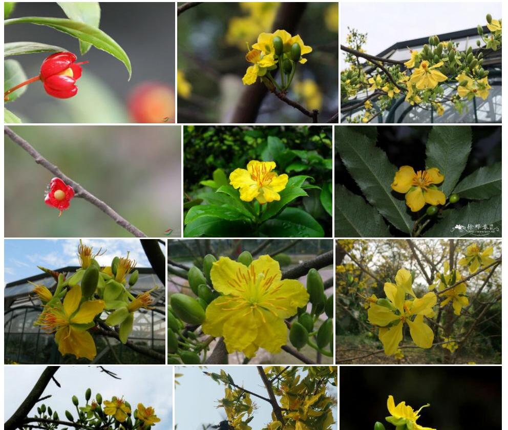 金莲木Ochna-integerrima图片