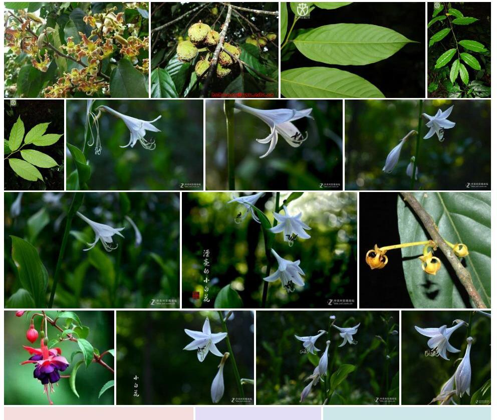 金钩花Pseuduvaria-indochinensis图片