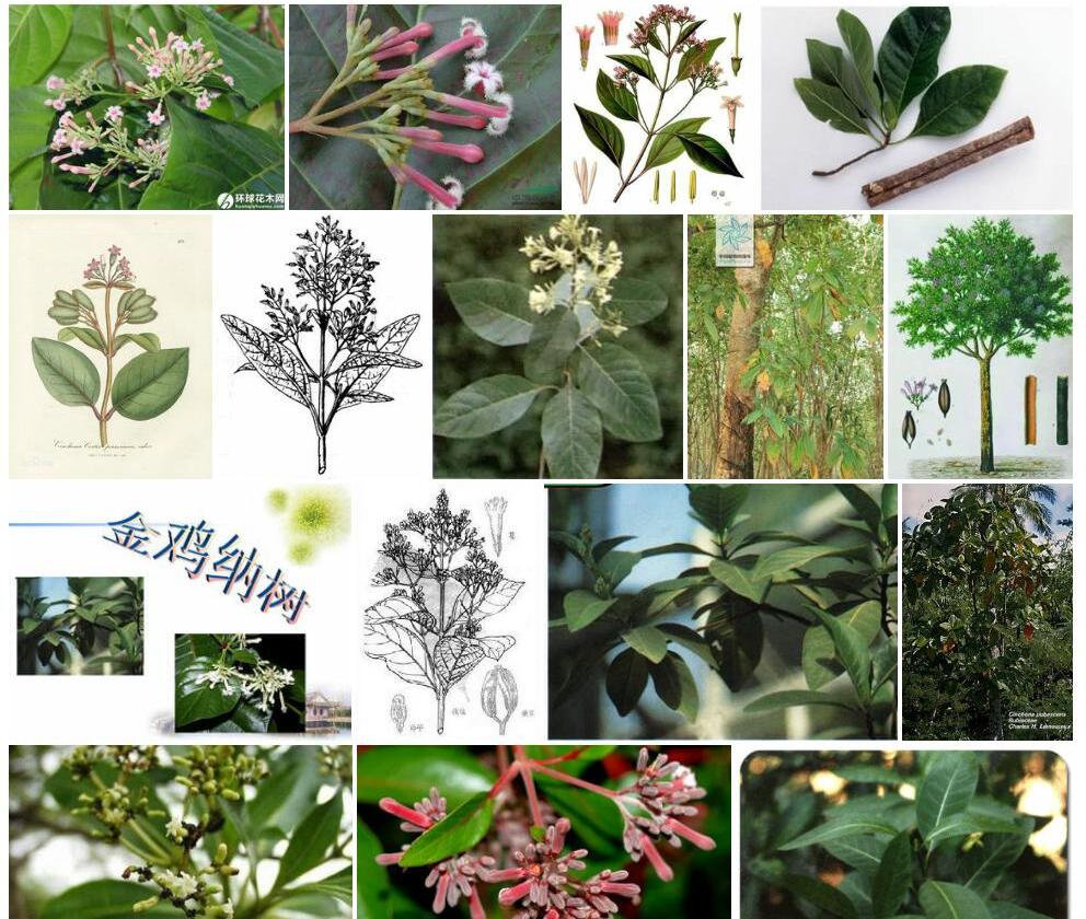 金鸡纳树Cinchona-ledgeriana图片